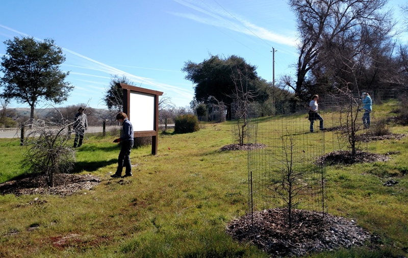 Weeding around caged plants.